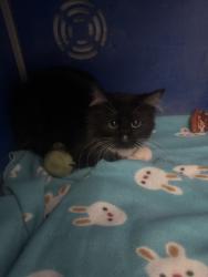 Shelter Stray Male Cat last seen Eau Claire, WI 54703, Eau Claire, WI 54701