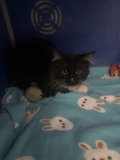 Shelter Stray Male Cat last seen Eau Claire, WI 54703, Eau Claire, WI 54701