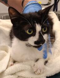 Shelter Stray Female Cat last seen Gastonia, NC 28052, Gastonia, NC 28052