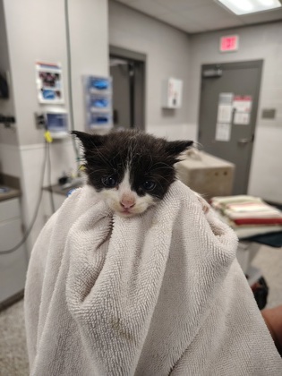 Shelter Stray Male Cat last seen Gastonia, NC 28052, Gastonia, NC 28052