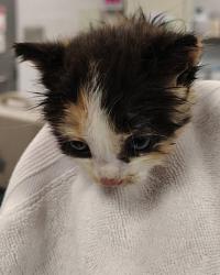 Shelter Stray Female Cat last seen Gastonia, NC 28052, Gastonia, NC 28052