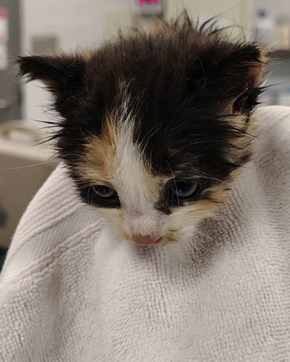 Shelter Stray Female Cat last seen Gastonia, NC 28052, Gastonia, NC 28052