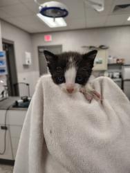 Shelter Stray Male Cat last seen Gastonia, NC 28052, Gastonia, NC 28052