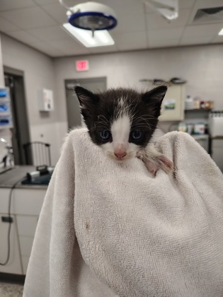 Shelter Stray Male Cat last seen Gastonia, NC 28052, Gastonia, NC 28052