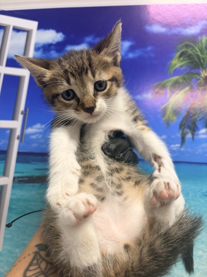 Shelter Stray Male Cat last seen Berkeley County, SC 29461, North Charleston, SC 29406