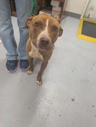 Shelter Stray Male Dog last seen Isleta, NM , Los Lunas, NM 87031