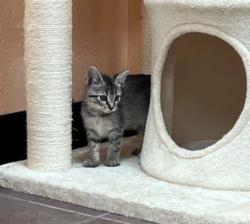 Shelter Stray Female Cat last seen Cleburne, TX , Cleburne, TX 76033