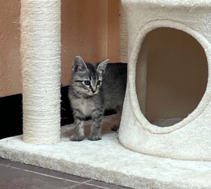 Shelter Stray Female Cat last seen Cleburne, TX , Cleburne, TX 76033