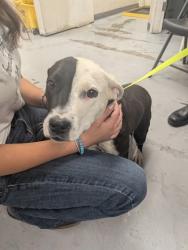 Shelter Stray Female Dog last seen Isleta, NM , Los Lunas, NM 87031