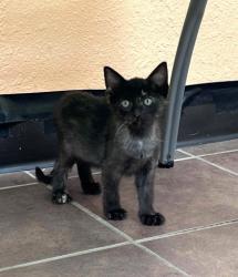 Shelter Stray Female Cat last seen Cleburne, TX , Cleburne, TX 76033