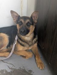 Shelter Stray Male Dog last seen Valencia, NM 87031, Los Lunas, NM 87031