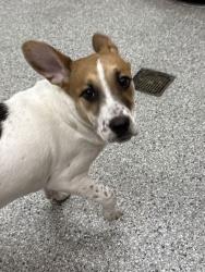 Shelter Stray Female Dog last seen Knoxville, TN 37918, Knoxville, TN 37919