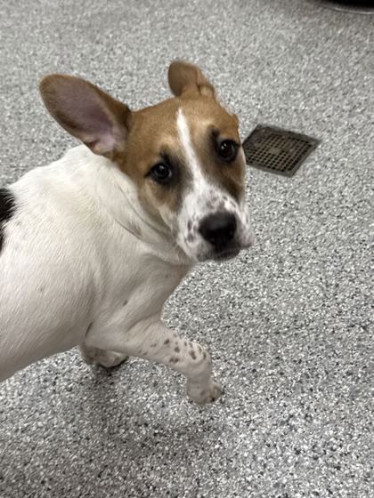 Shelter Stray Female Dog last seen Knoxville, TN 37918, Knoxville, TN 37919