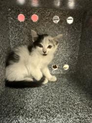 Shelter Stray Female Cat last seen Gross Road by US 80 in the road, 75149, TX, Mesquite, TX 75149