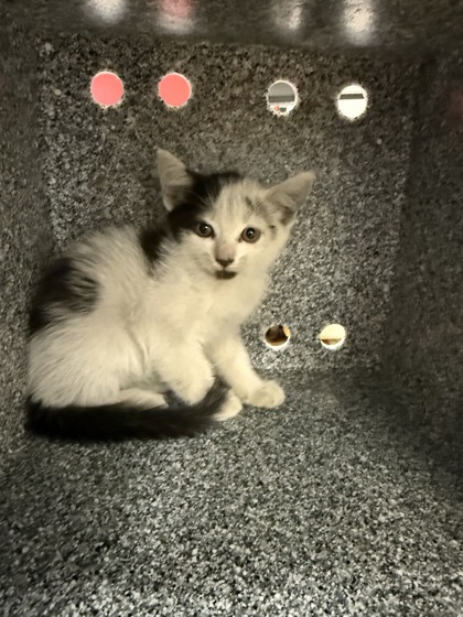 Shelter Stray Female Cat last seen Gross Road by US 80 in the road, 75149, TX, Mesquite, TX 75149