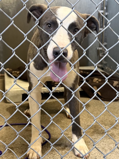 Shelter Stray Unknown Dog last seen Roseville, CA 95661, Roseville, CA 95678