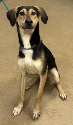 Shelter Stray Male Dog last seen Near Satellite Way Ellenwood, 30294, 30294, GA, Atlanta, GA 30341