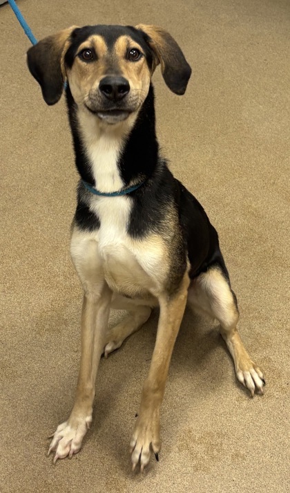 Shelter Stray Male Dog last seen Near Satellite Way Ellenwood, 30294, 30294, GA, Atlanta, GA 30341