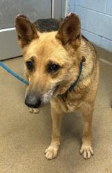 Shelter Stray Female Dog last seen Near Panola Road Lithonia, 30038,, 30038, GA, Atlanta, GA 30341
