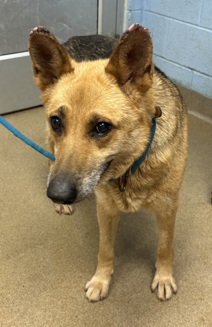 Shelter Stray Female Dog last seen Near Panola Road Lithonia, 30038,, 30038, GA, Atlanta, GA 30341