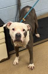 Shelter Stray Female Dog last seen Near Ember Drive 124 Decatur, 30034, 30034, GA, Atlanta, GA 30341