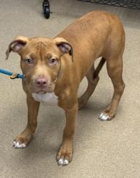 Shelter Stray Male Dog last seen Near Raven springs Trail Stone Mountain, 30087, 30087, GA, Atlanta, GA 30341