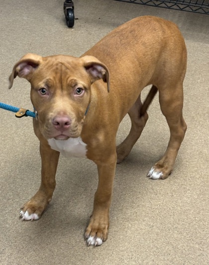 Shelter Stray Male Dog last seen Near Raven springs Trail Stone Mountain, 30087, 30087, GA, Atlanta, GA 30341