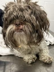 Shelter Stray Male Dog last seen , OH , Cleveland, OH 44102