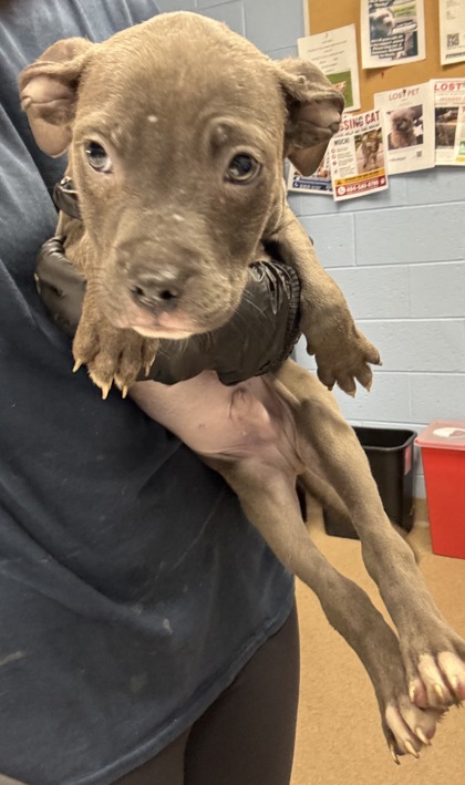 Shelter Stray Male Dog last seen , 30088, GA, Atlanta, GA 30341