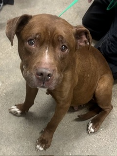 Shelter Stray Female Dog last seen Franklin County, OH , Cleveland, OH 44102
