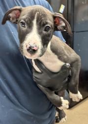 Shelter Stray Male Dog last seen , 30088, GA, Atlanta, GA 30341