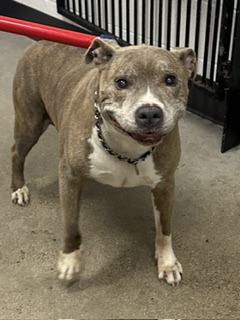 Shelter Stray Male Dog last seen Near Glenshire, 2nd District, OH, Cleveland, OH 44102