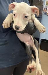 Shelter Stray Female Dog last seen , 30088, GA, Atlanta, GA 30341