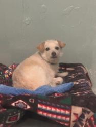 Shelter Stray Male Dog last seen Seattle, WA 98121, Seattle, WA 98119