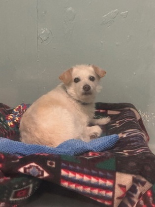 Shelter Stray Male Dog last seen Seattle, WA 98121, Seattle, WA 98119