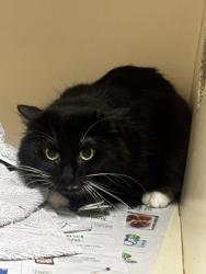 Shelter Stray Unknown Cat last seen Near Chamblee Dunwoody Rd Chamblee, GA 30341, 30341, GA, Atlanta, GA 30341