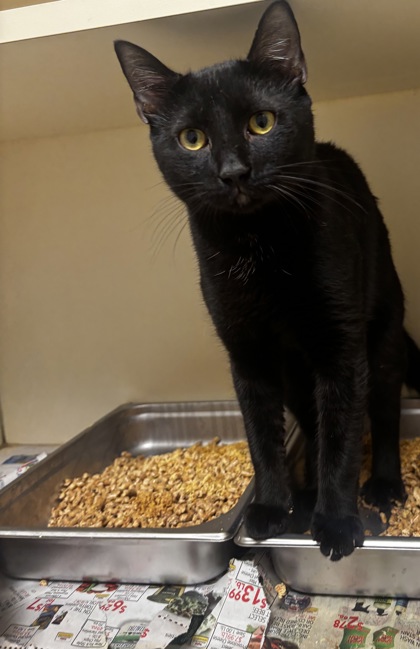 Shelter Stray Male Cat last seen Near Chamblee Dunwoody Rd Chamblee, GA 30341, 30341, GA, Atlanta, GA 30341