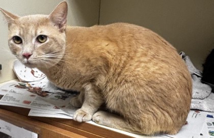 Shelter Stray Male Cat last seen Near Chamblee Dunwoody Rd Chamblee, GA 30341, 30341, GA, Atlanta, GA 30341