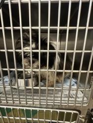 Shelter Stray Female Dog last seen DeSoto, TX 75115, Cedar Hill, TX 75104