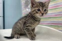Shelter Stray Male Cat last seen Waterville Swaton Rd, 43558, OH, Maumee, OH 43537