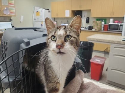Shelter Stray Male Cat last seen Eversham Ct, 43617, OH, Maumee, OH 43537