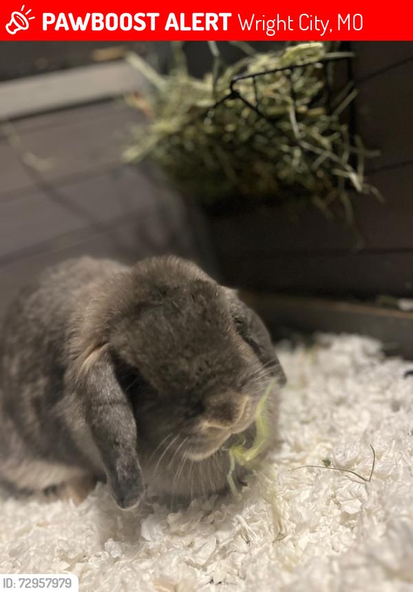 Lost Female Rabbit last seen Near Saint Joseph Avenue Wright City MO 63390, Wright City, MO 63390