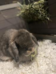 Lost Female Rabbit last seen Near Saint Joseph Avenue Wright City MO 63390, Wright City, MO 63390