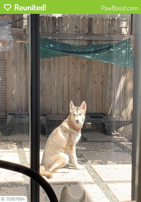 Reunited Female Dog last seen Badgers Hills, San Antonio, TX 78238