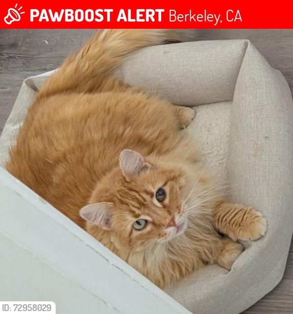 Lost Male Cat last seen Near Stanton St, Berkeley, CA 94702, Berkeley, CA 94702