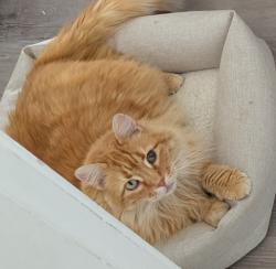 Lost Male Cat last seen Near Stanton St, Berkeley, CA 94702, Berkeley, CA 94702