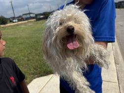 Reunited Female Dog last seen Escalante Run, San Antonio, TX 78261, USA, San Antonio, TX 78261