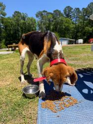 Reunited Female Dog last seen near River's Edge campground, Pamlico County, NC 28515