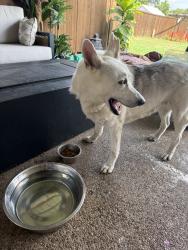 Reunited Male Dog last seen Fiesta St, Fort Worth, TX 76133, USA, Fort Worth, TX 76133