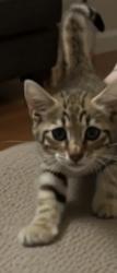 Lost Male Cat last seen San bernardino, San Bernardino, CA 92401